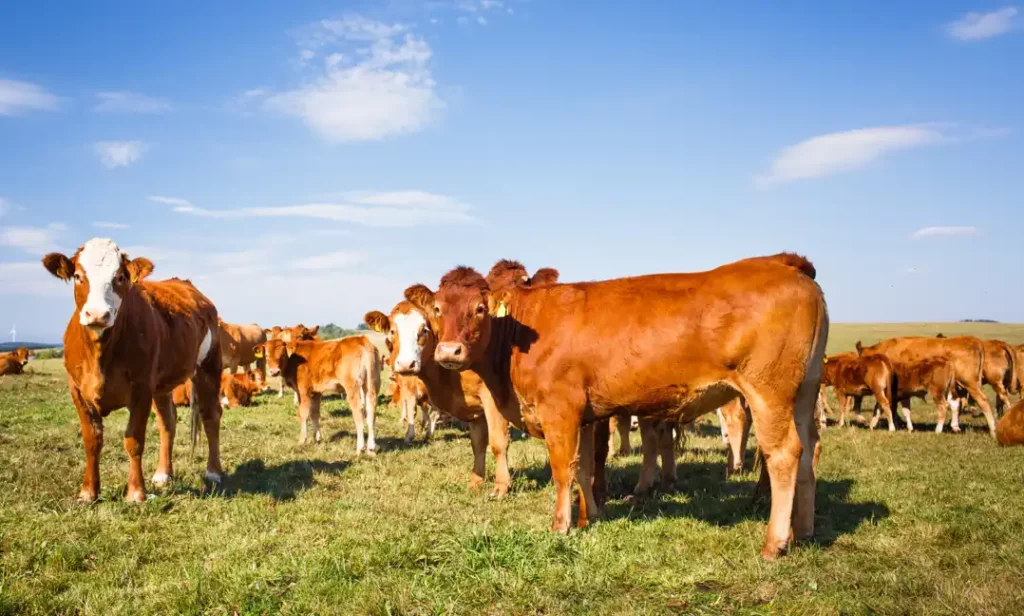 weidefleisch online kaufen